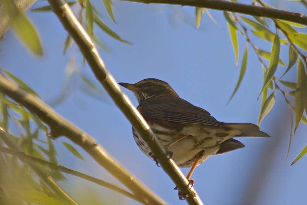 Redwing