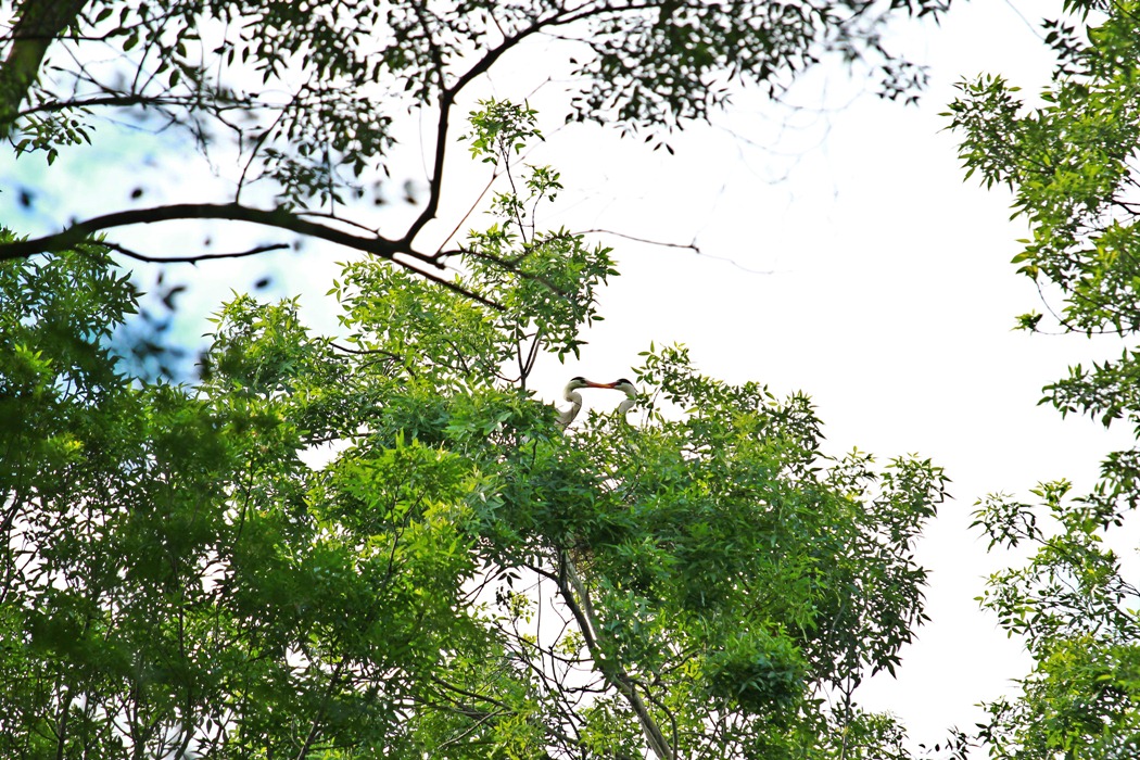 Grey Heron