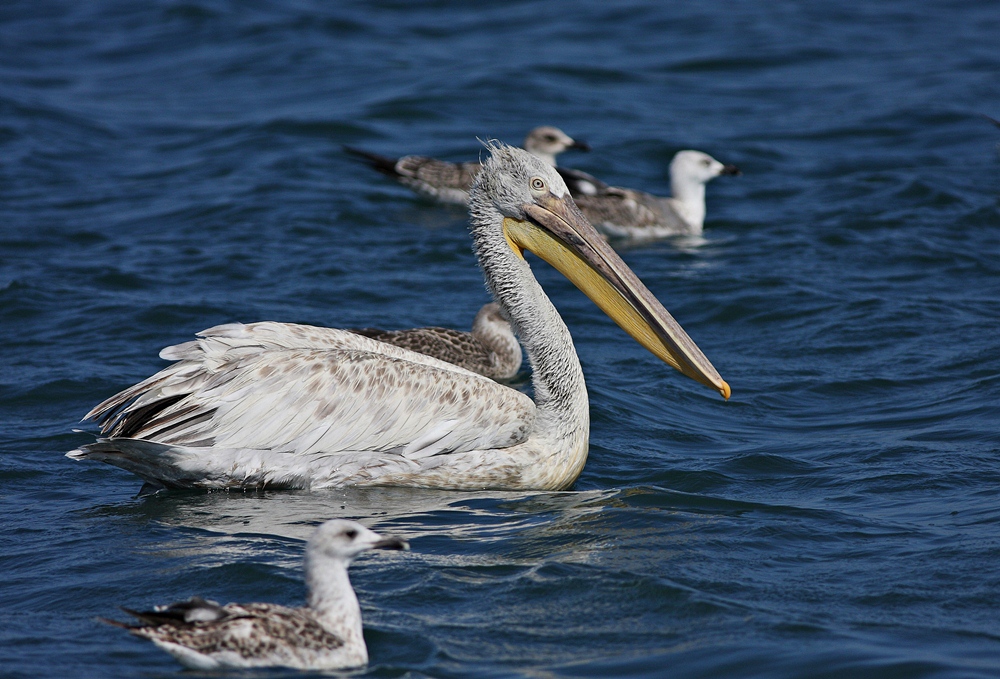 Dalmatian Pelican