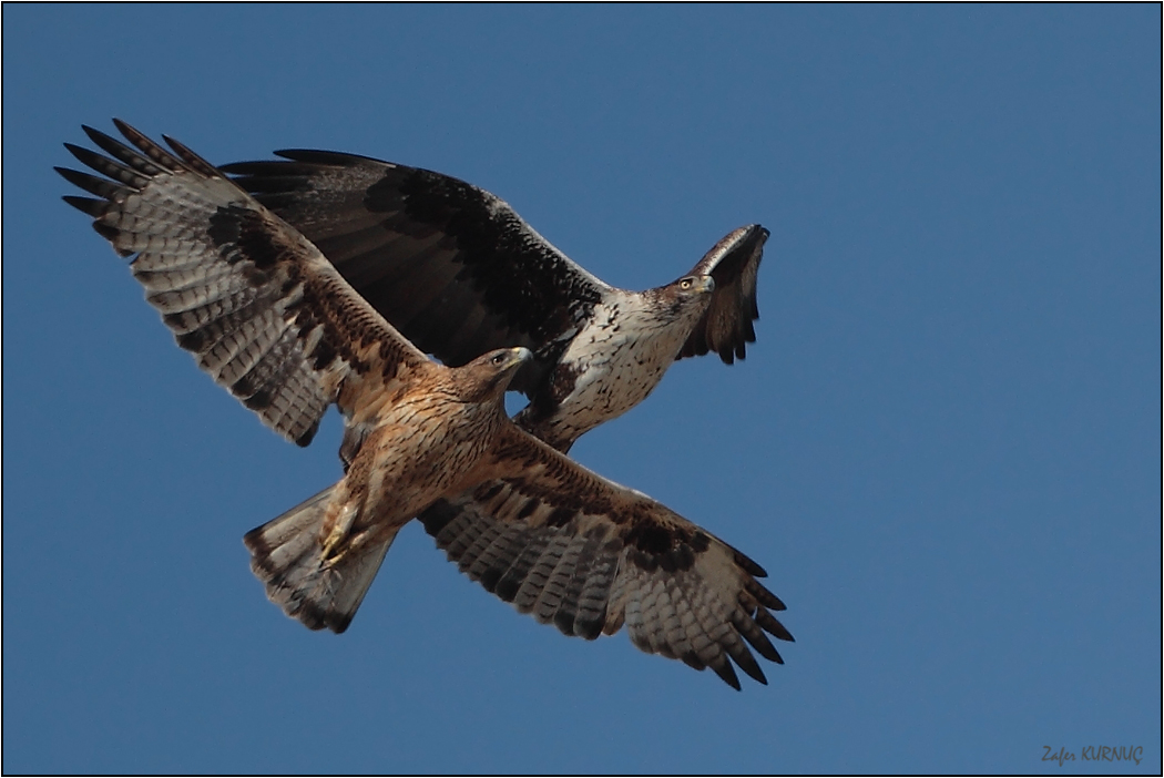 Bonelli`s Eagle