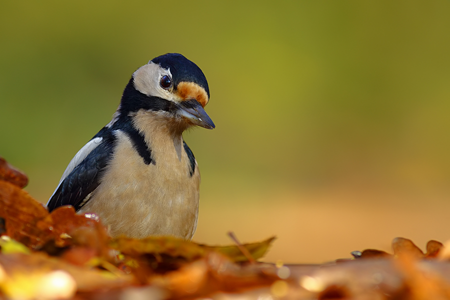 Great Spotted Woodpecker
