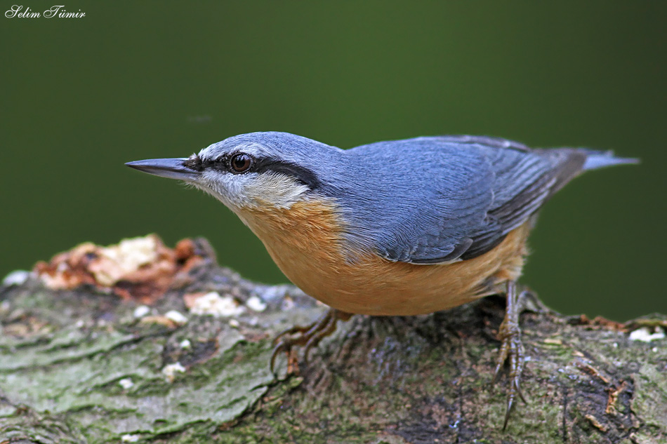 Eurasian Nuthatch