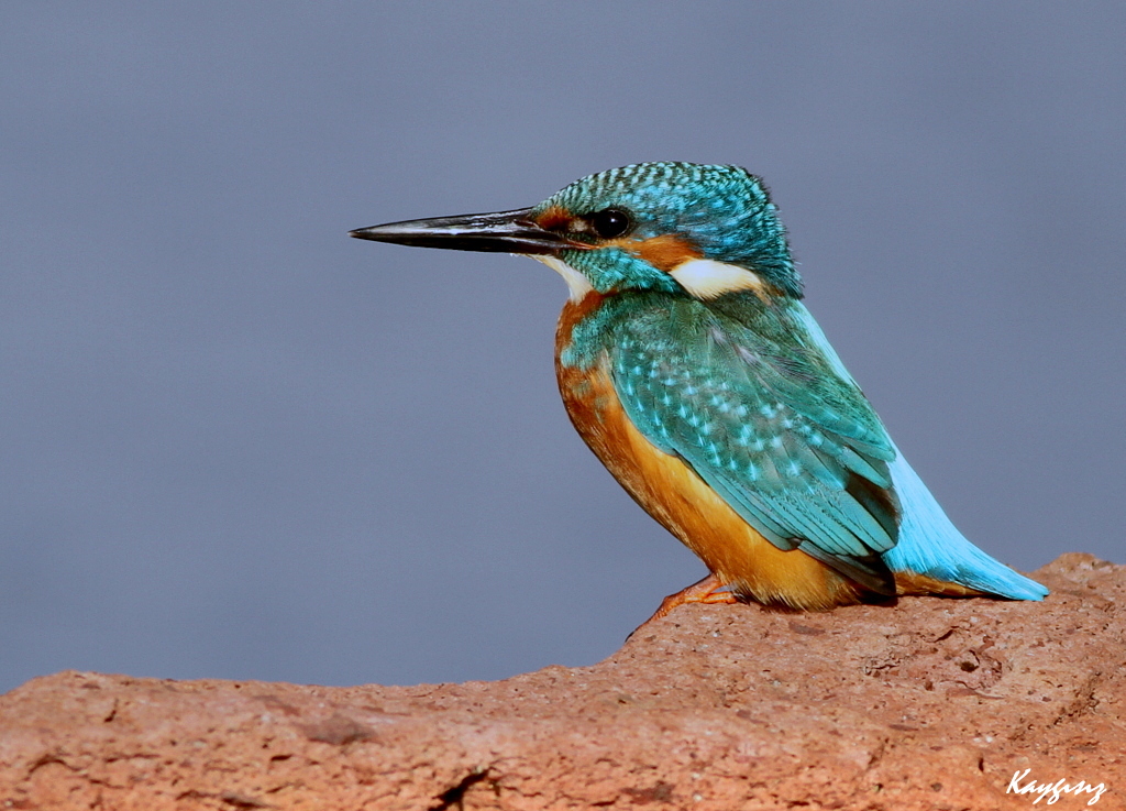 Common Kingfisher