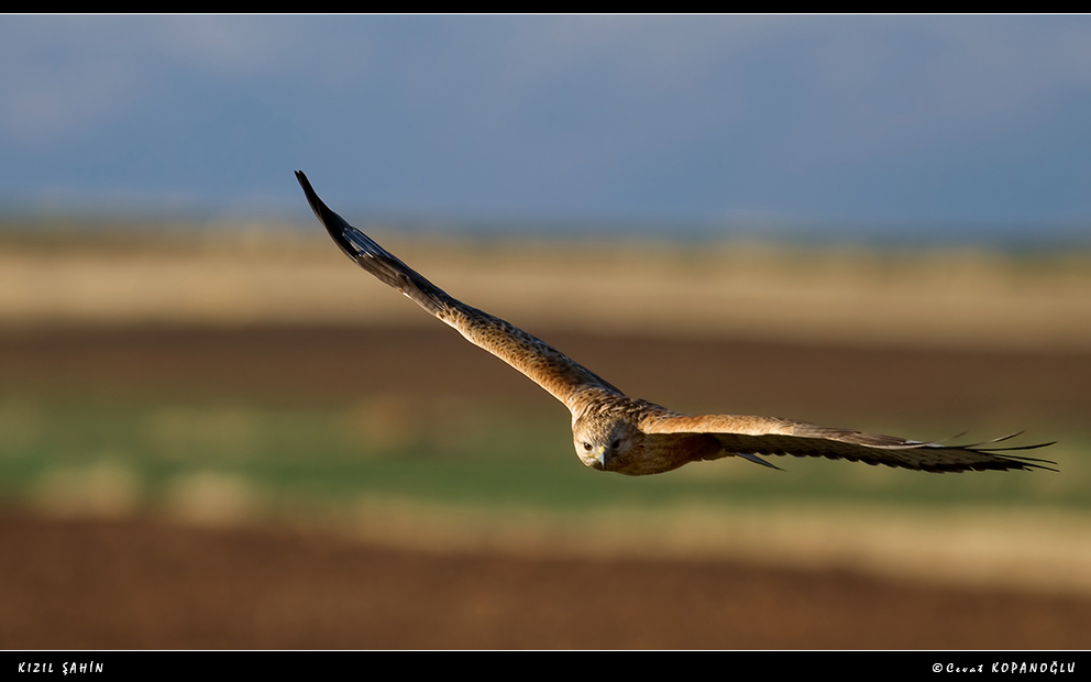 Long-legged Buzzard