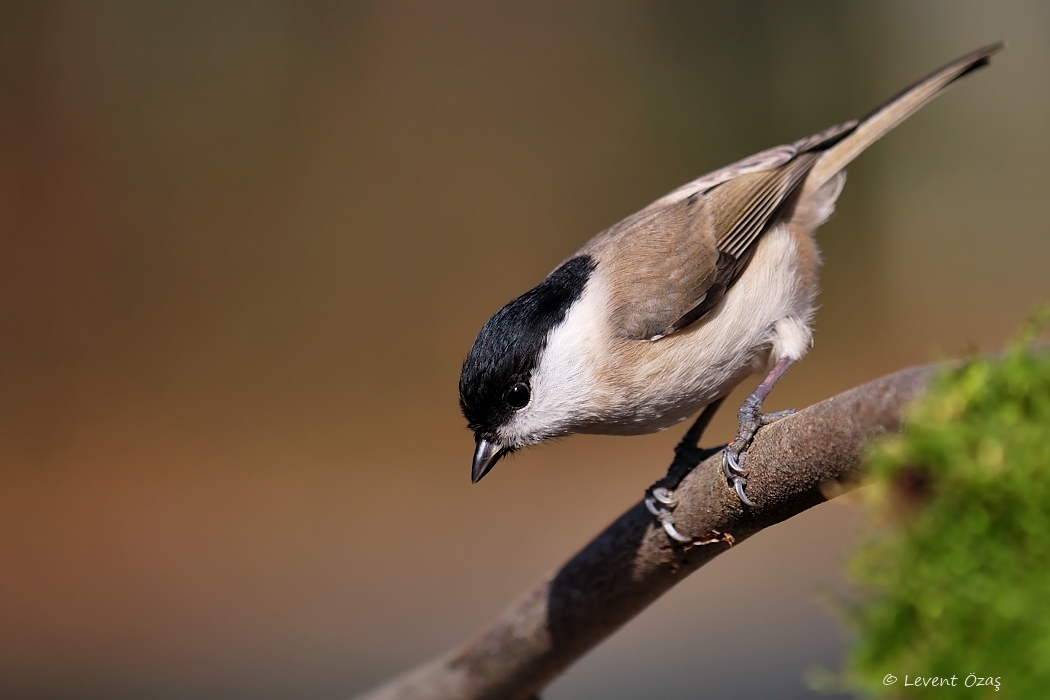 Marsh Tit