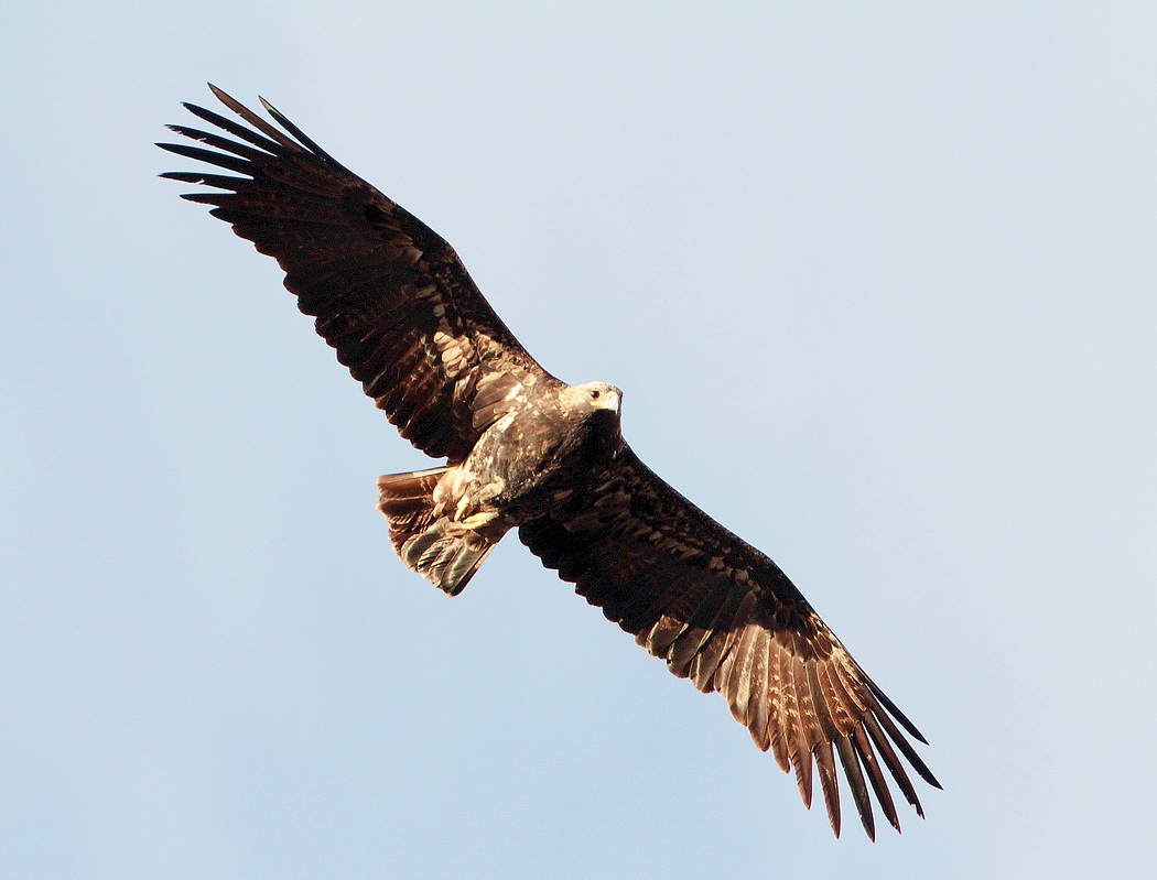 Eastern Imperial Eagle