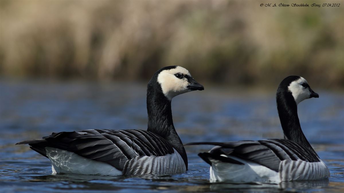 Barnacle Goose