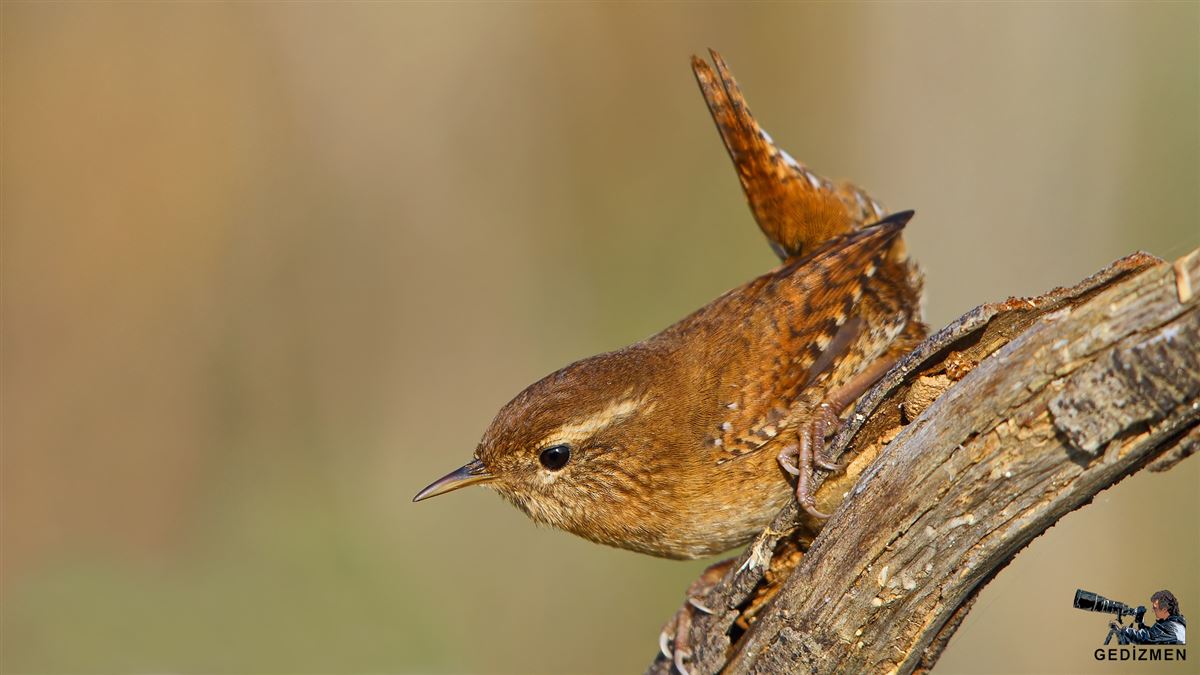 Eurasian Wren