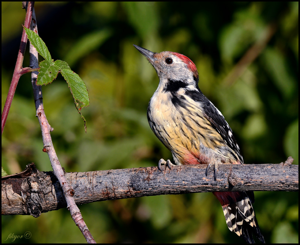 Middle Spotted Woodpecker