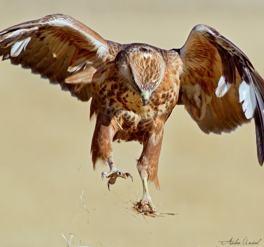 Long-legged Buzzard