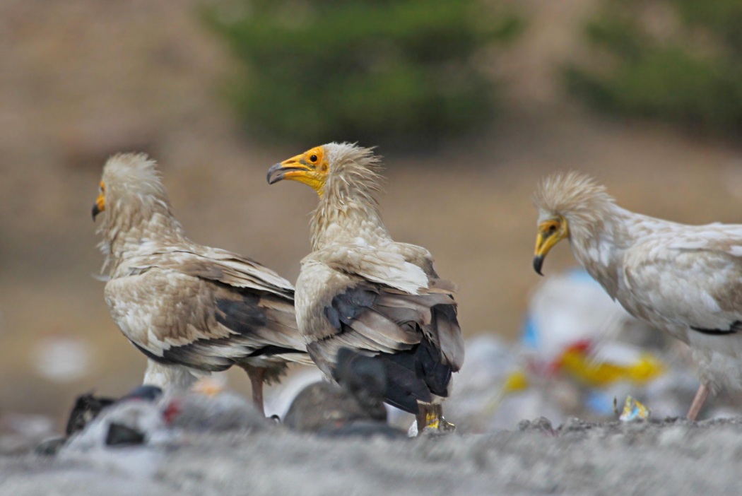 Egyptian Vulture
