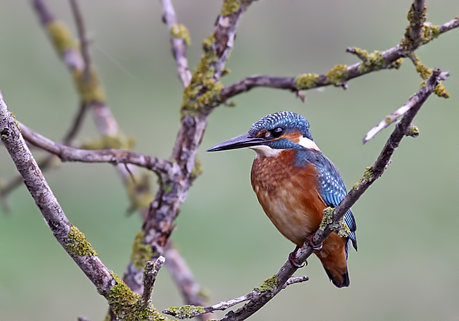 Common Kingfisher