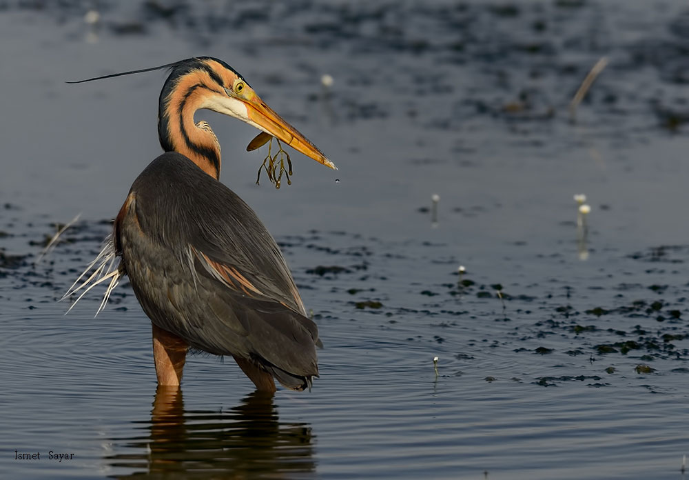 Purple Heron