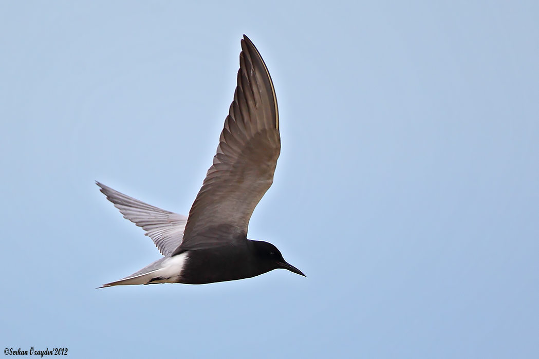 Black Tern