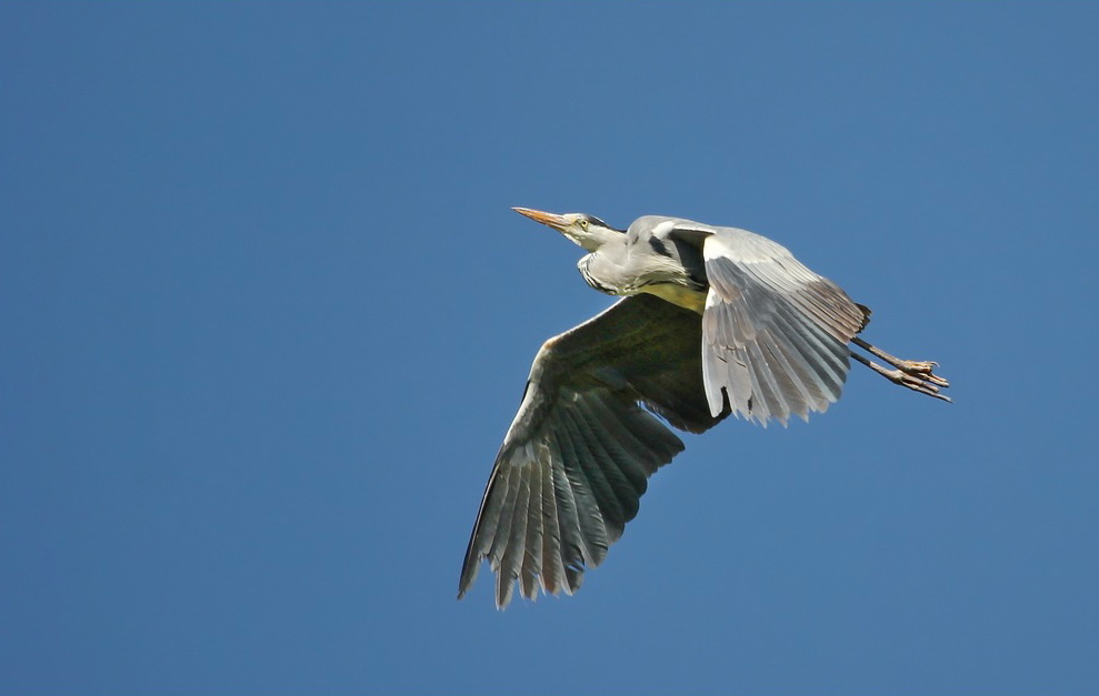Grey Heron