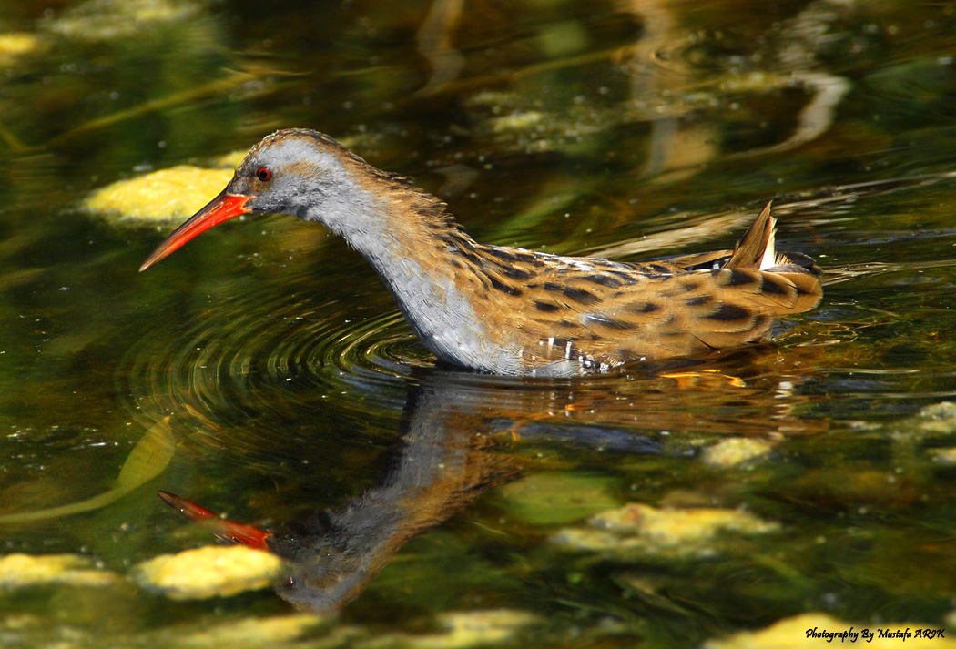 Water Rail