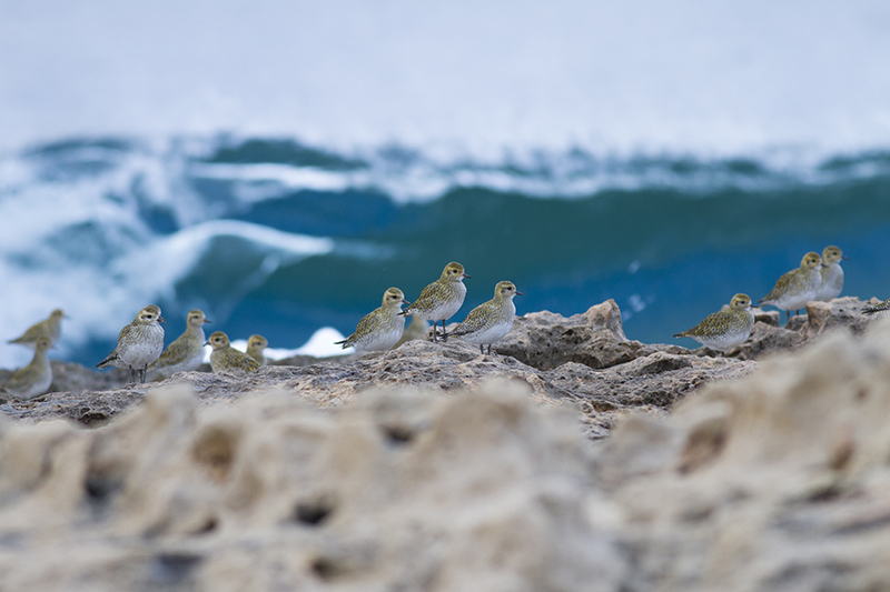 European Golden Plover