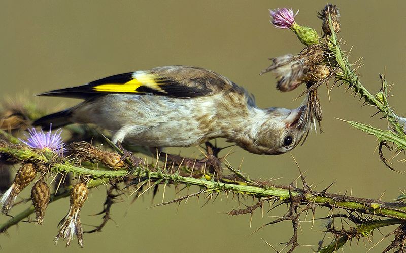 European Goldfinch