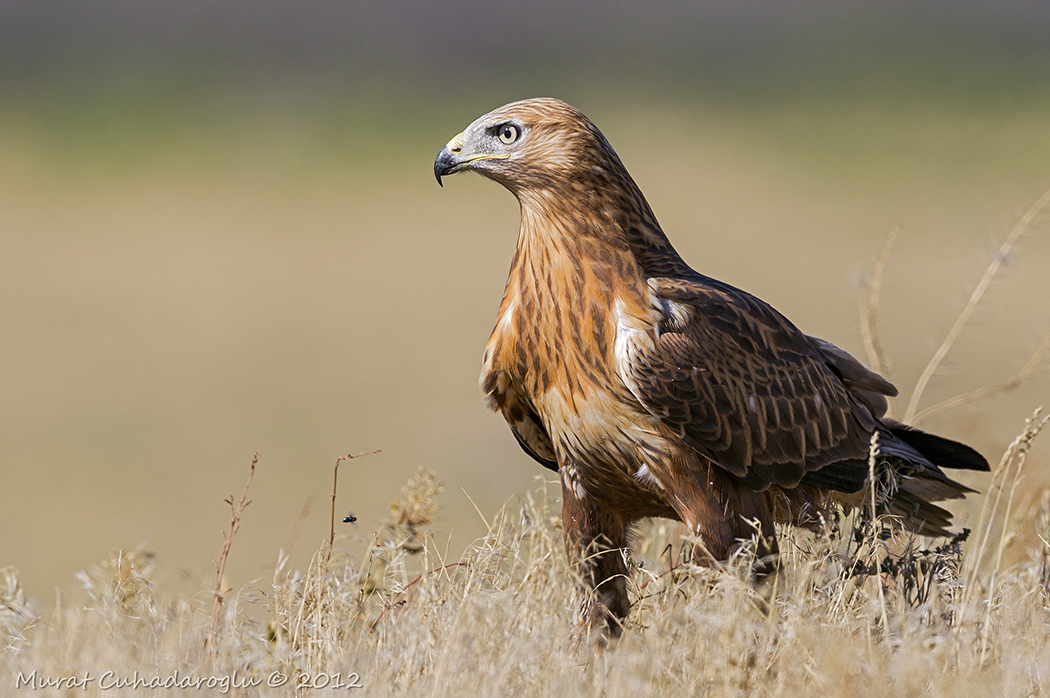Long-legged Buzzard