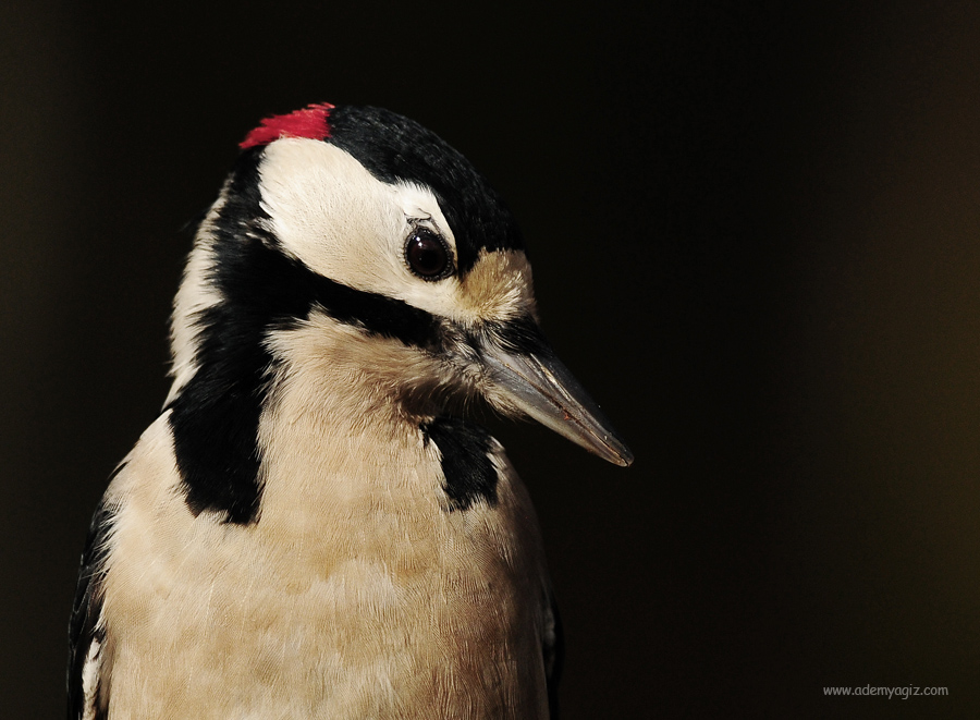 Great Spotted Woodpecker