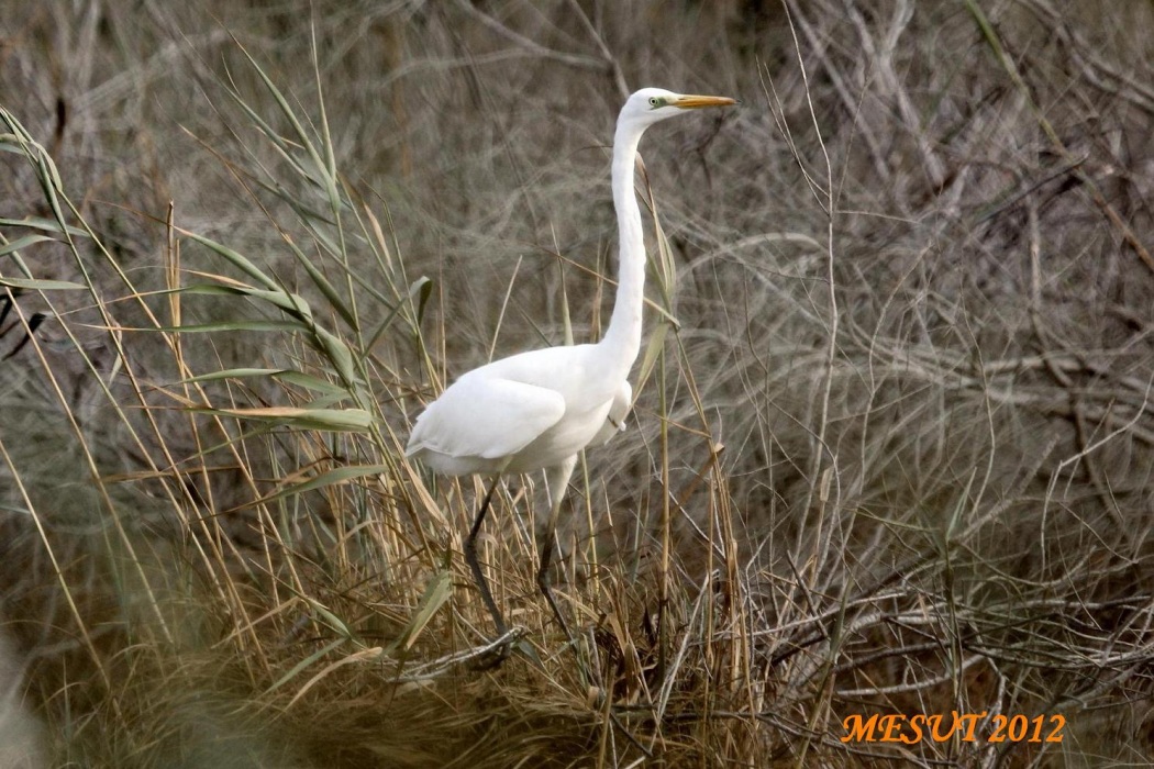 Great Egret