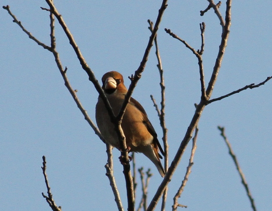Hawfinch