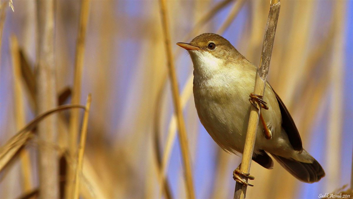 Common Reed Warbler