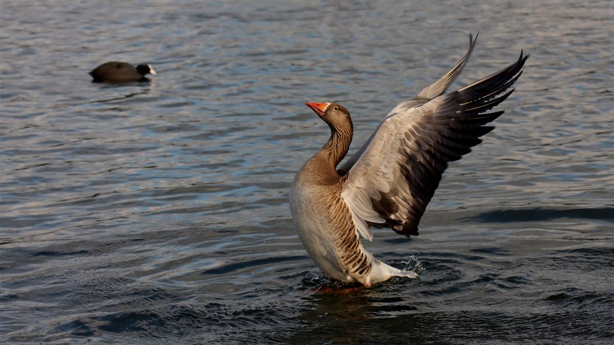 Greylag Goose