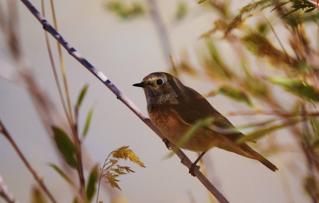 Common Redstart