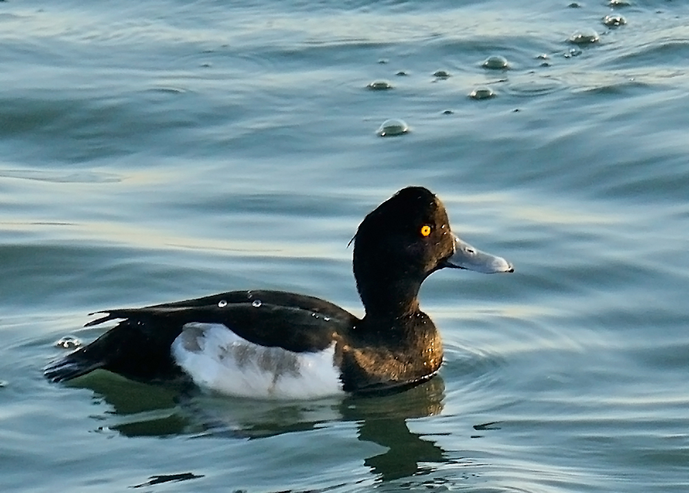Tufted Duck