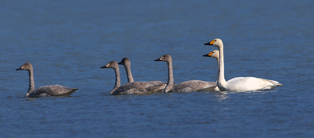 Tundra Swan