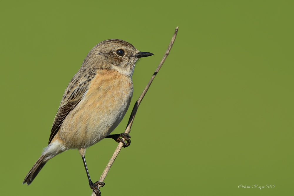 European Stonechat