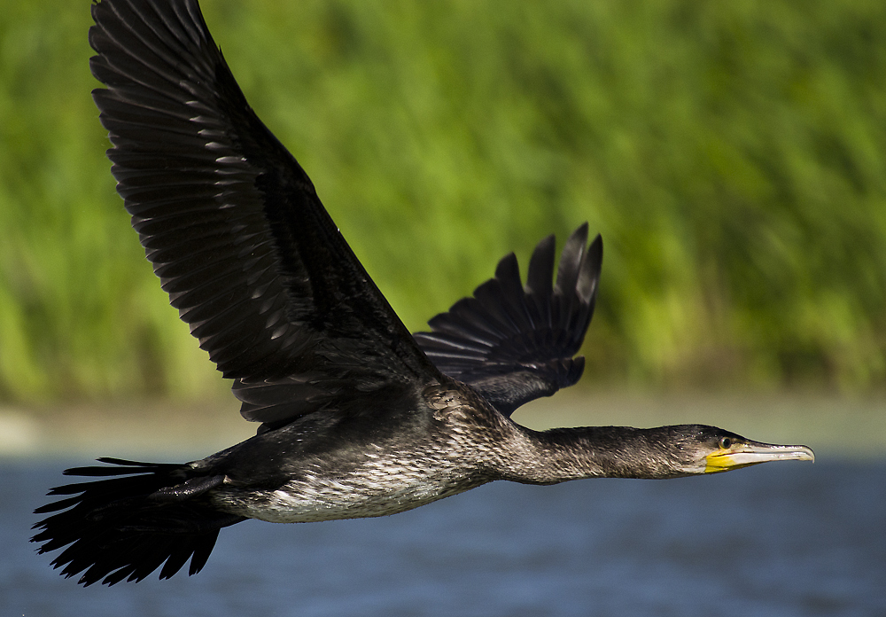Great Cormorant