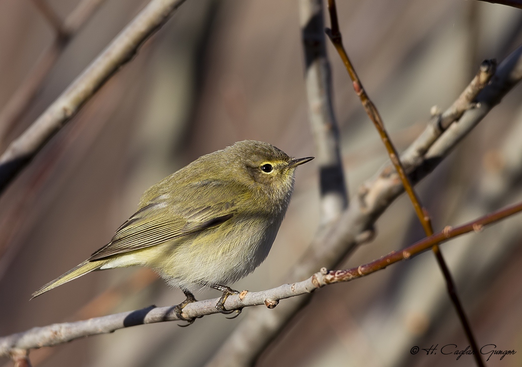 Common Chiffchaff