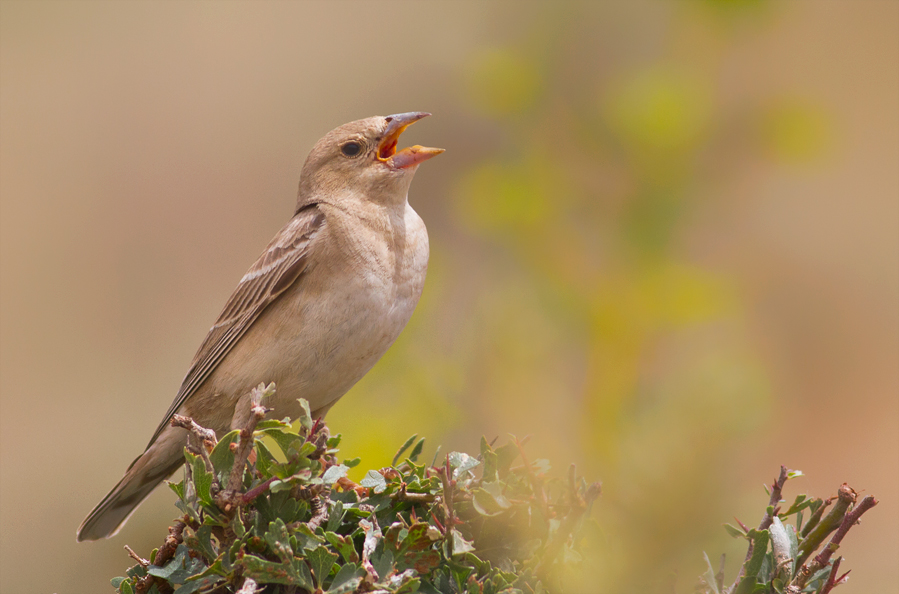 Pale Rockfinch