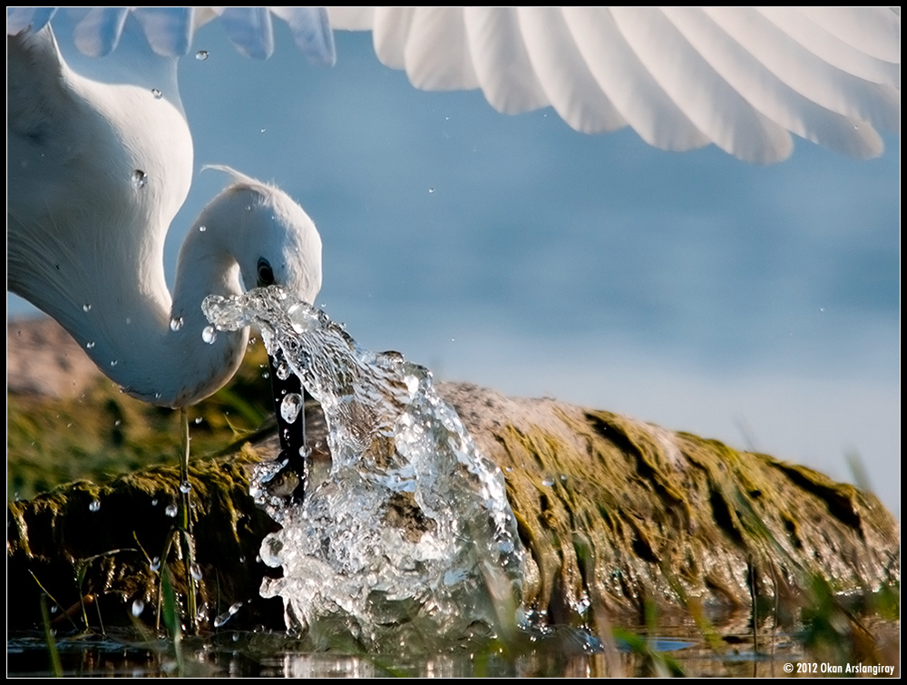 Little Egret