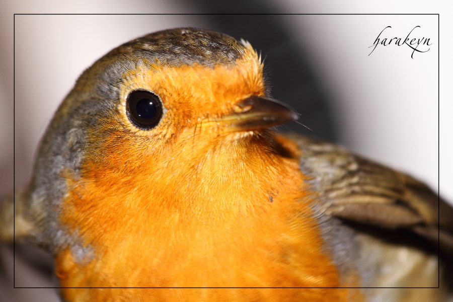 European Robin