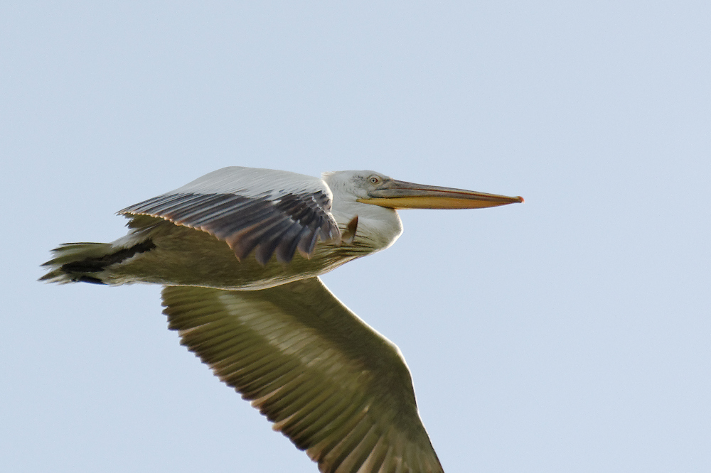 Dalmatian Pelican