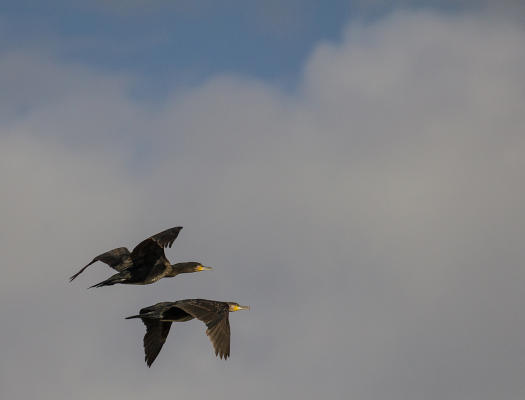 Great Cormorant
