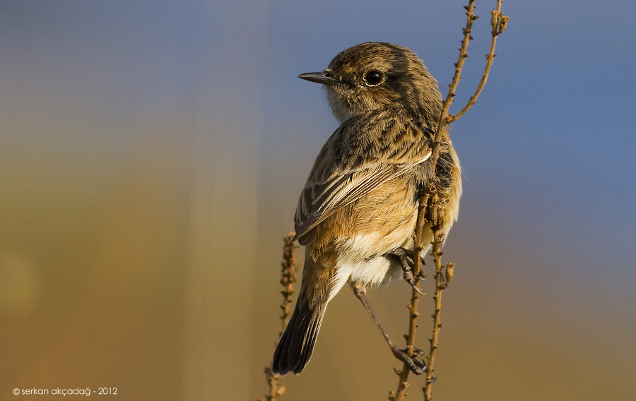 European Stonechat