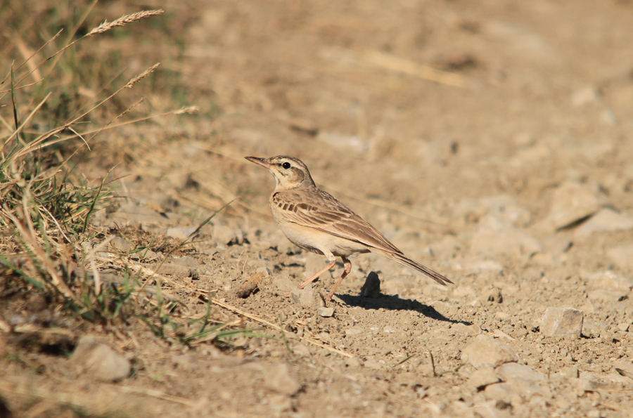 Tawny Pipit