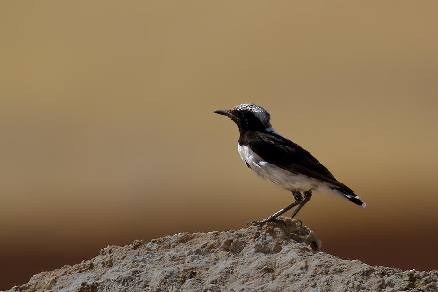 Finsch`s Wheatear