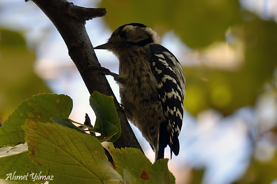 Lesser Spotted Woodpecker