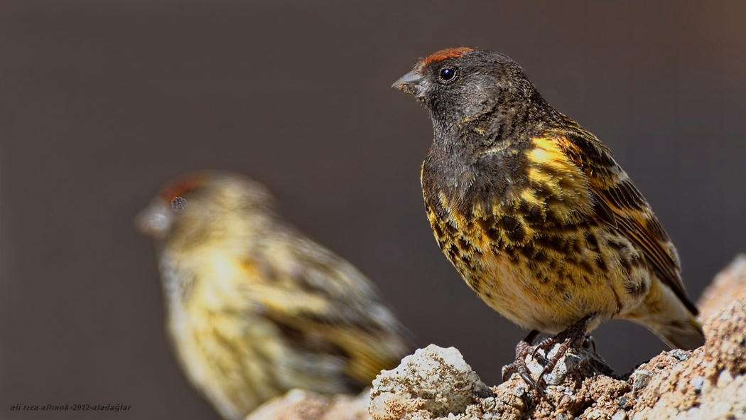 Red-fronted Serin