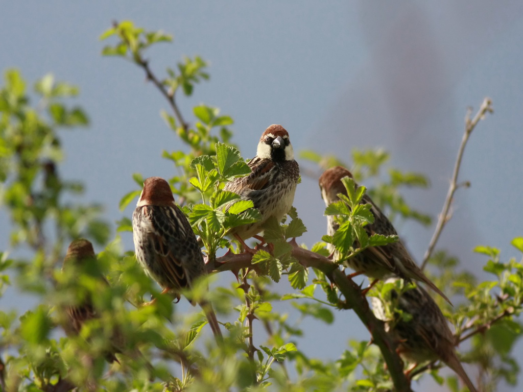 Spanish Sparrow