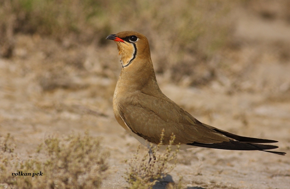 Collared Pratincole