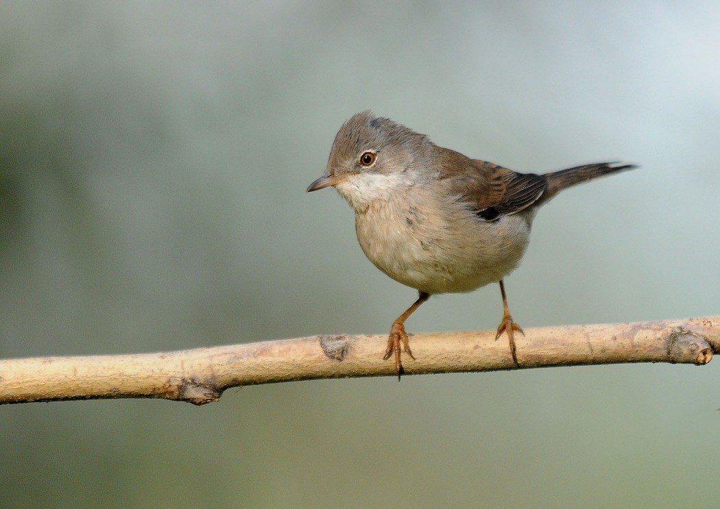Common Whitethroat