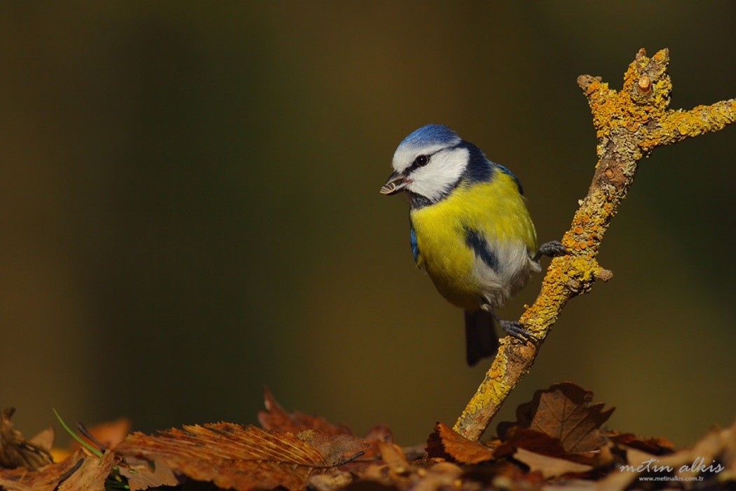 Eurasian Blue Tit