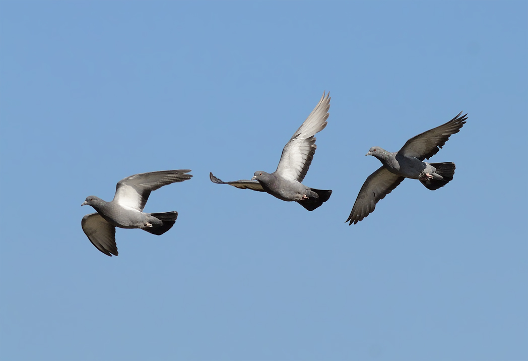 Rock Dove