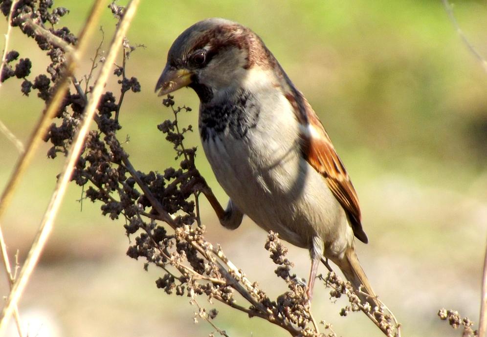 House Sparrow